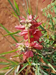 Indigofera oxytropis