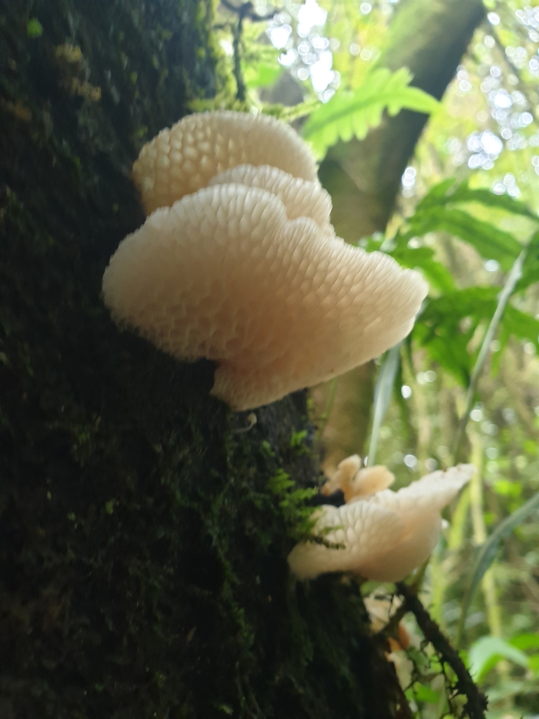 Favolaschia pustulosa · May 2025 · photo: © samlasham (iNaturalist, cc0)