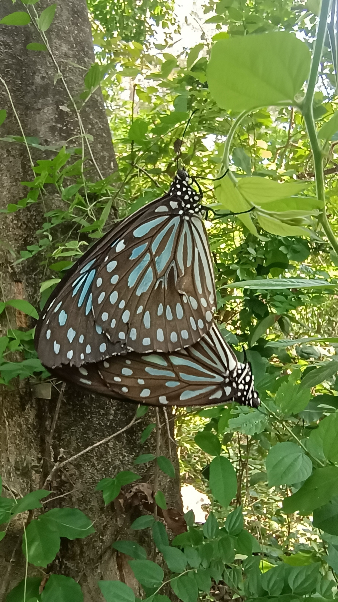 Dark Blue Tiger