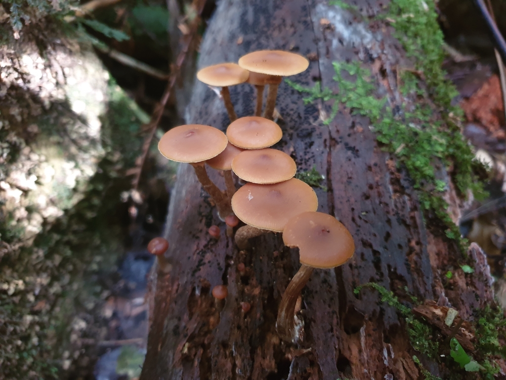 Galerina patagonica · May 2025 · photo: © samlasham (iNaturalist, cc0)