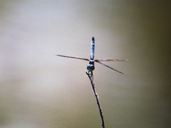 Pachydiplax longipennis