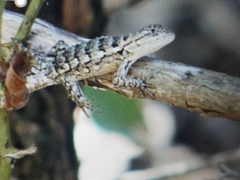 Sceloporus olivaceus