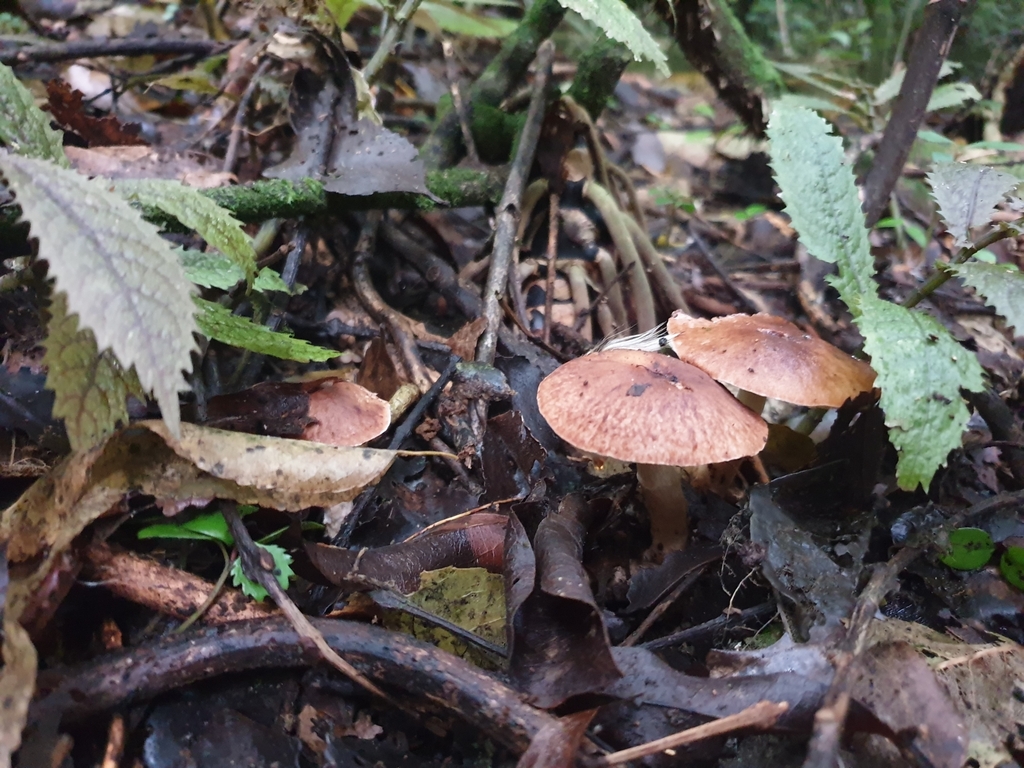 Limacella wheroparaonea · May 2025 · photo: © samlasham (iNaturalist, cc0)
