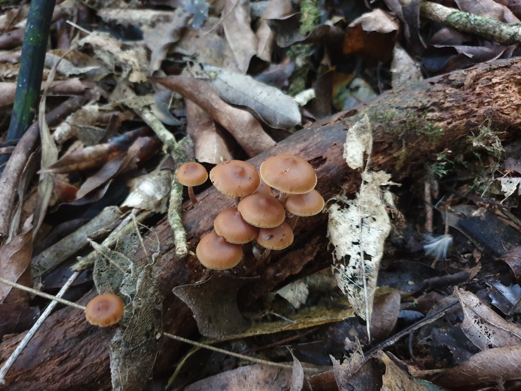 Galerina patagonica · May 2025 · photo: © samlasham (iNaturalist, cc0)