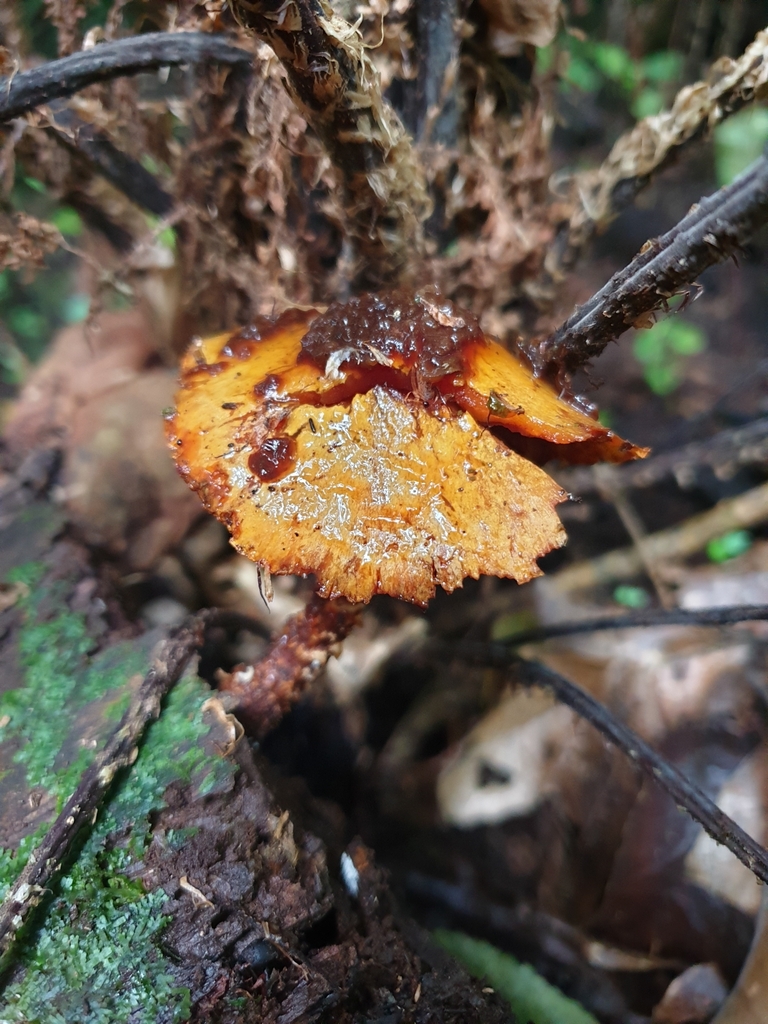 Pholiota glutinosa · May 2025 · photo: © samlasham (iNaturalist, cc0)