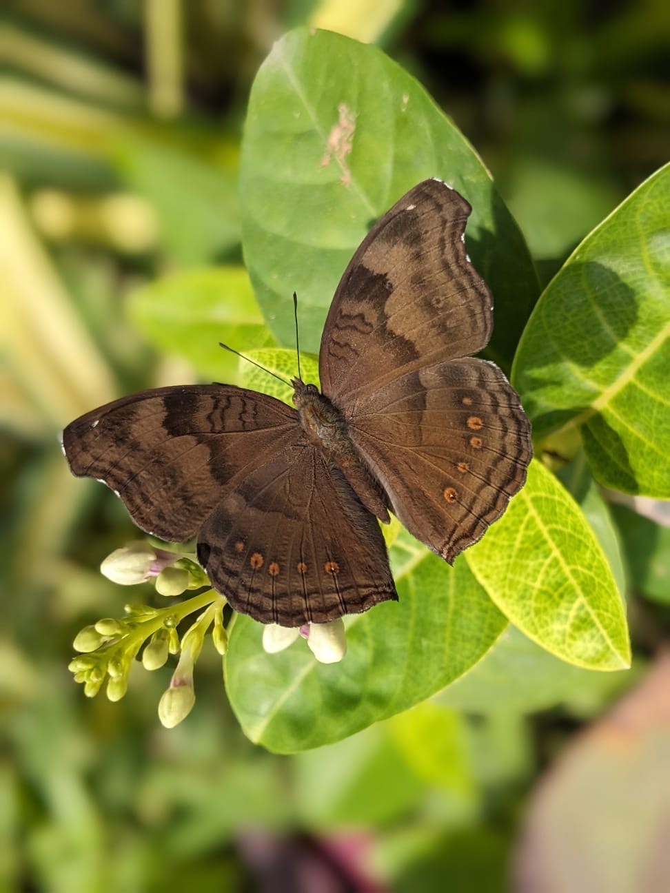 Chocolate Pansy