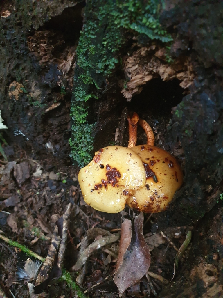 Pholiota glutinosa · May 2025 · photo: © samlasham (iNaturalist, cc0)
