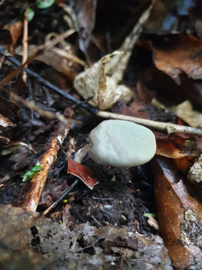 Psilocybe weraroa · May 2025 · photo: © samlasham (iNaturalist, cc0)