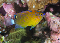 Speckled Damselfish photo 2
