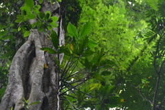 Philodendron tripartitum