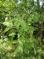 Fraxinus pallisiae