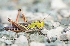 Stenobothrus rubicundulus