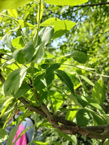 Fraxinus pallisiae, photograph 1