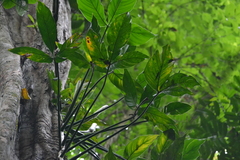 Philodendron tripartitum