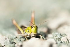 Stenobothrus rubicundulus