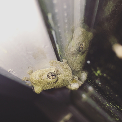 Hyla chrysoscelis