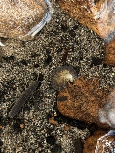 Synamphisopus doegi