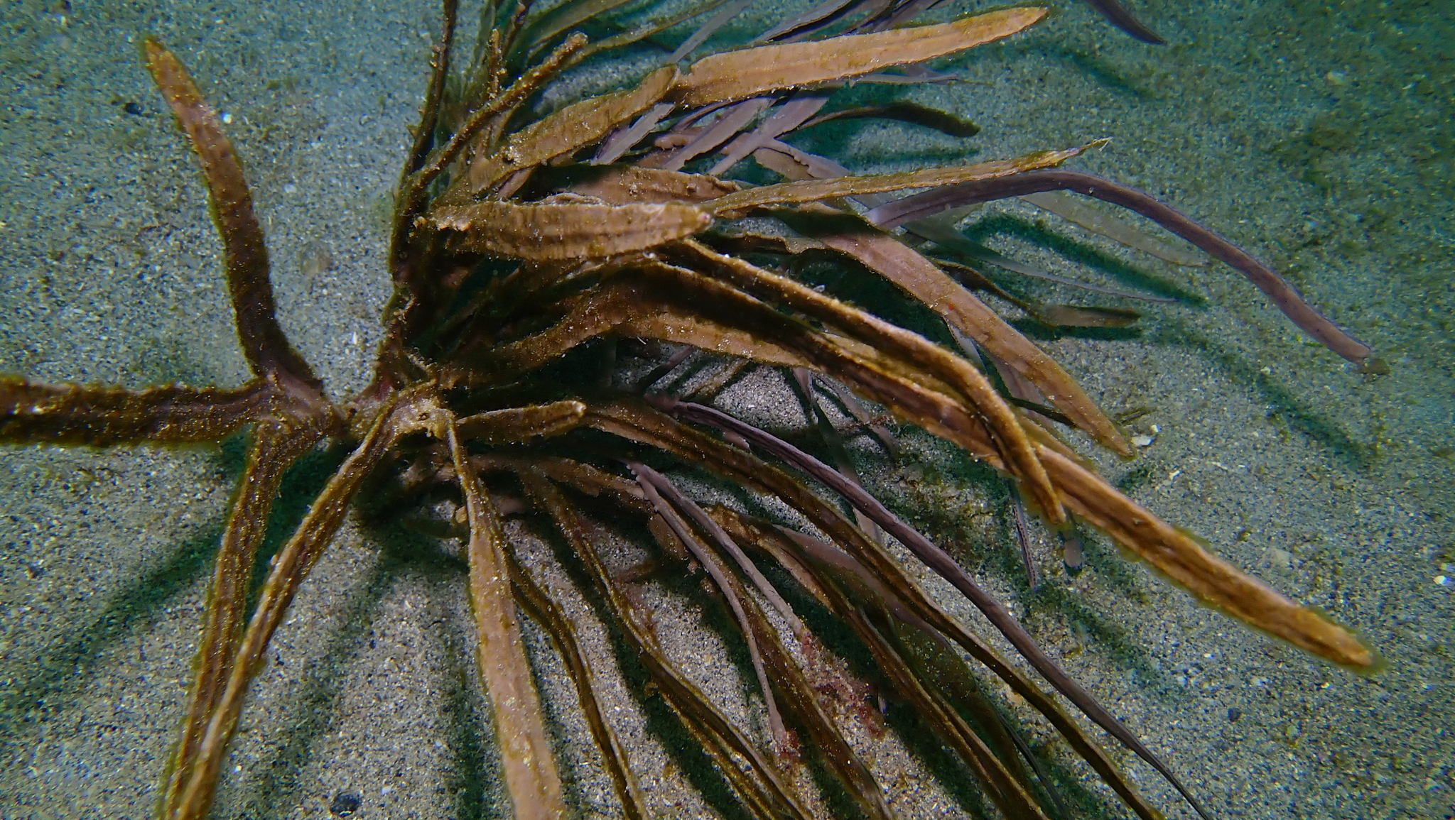 Pterogorgia anceps (Pallas, 1766)