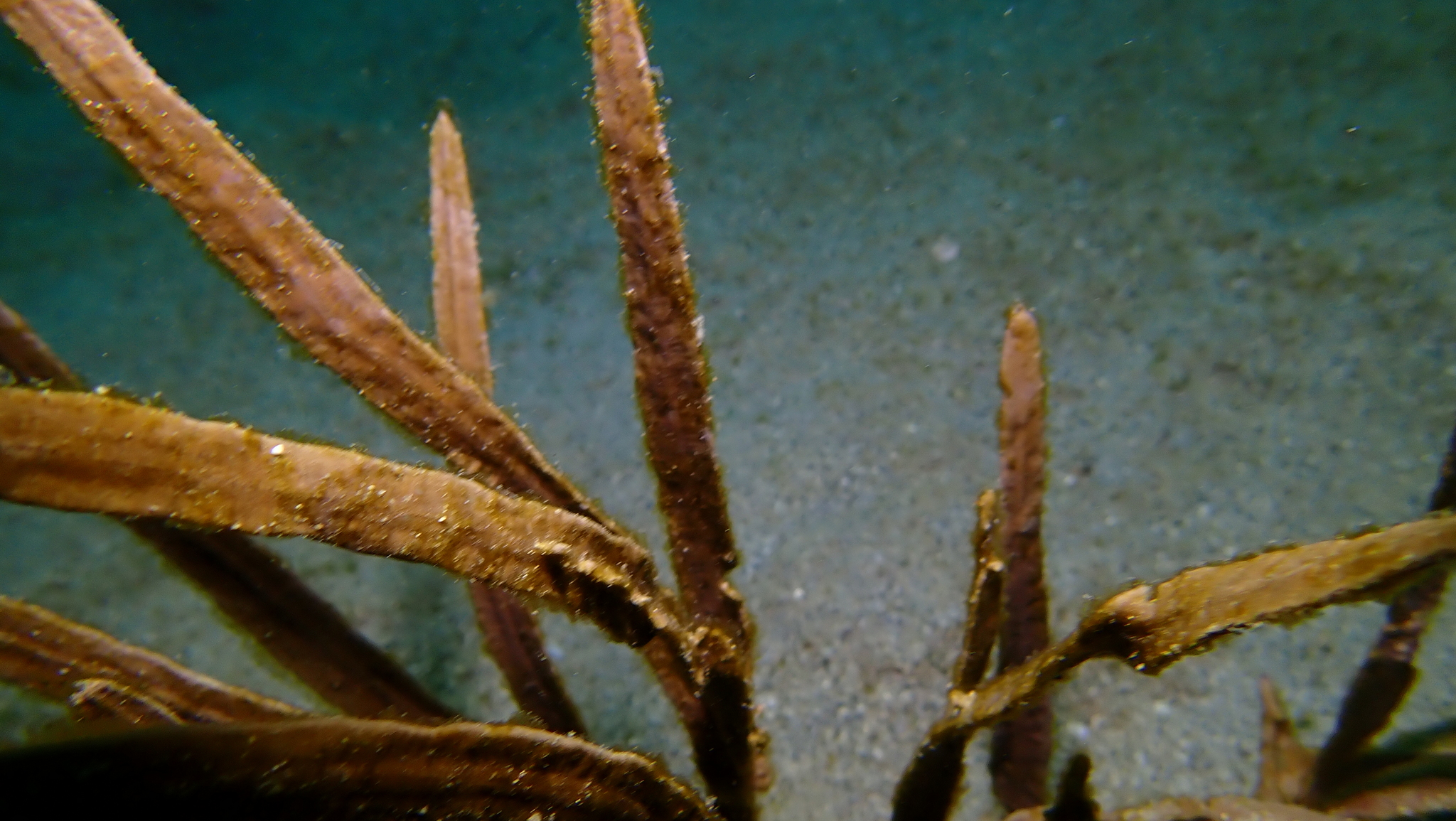 Pterogorgia anceps (Pallas, 1766)