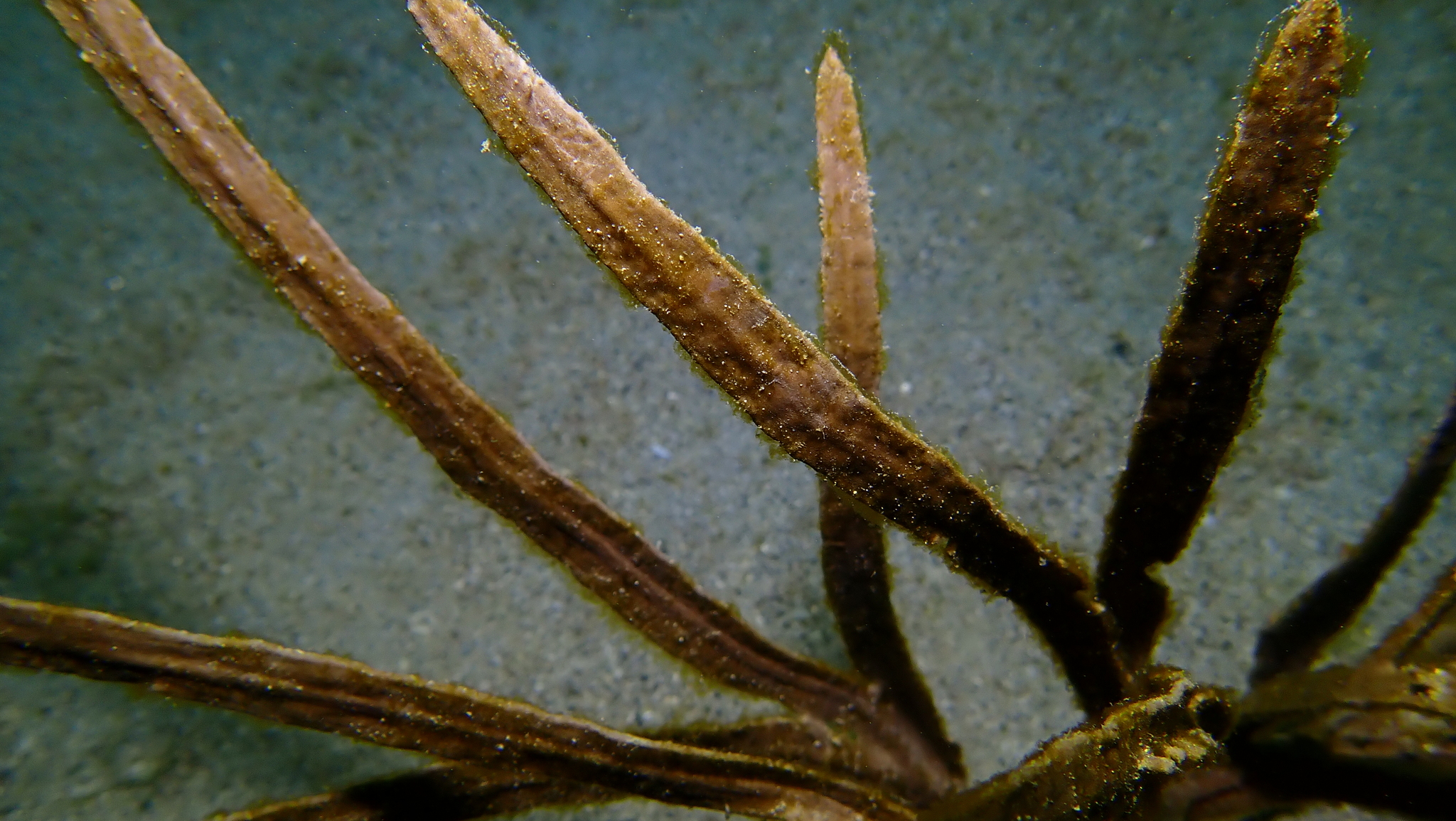 Pterogorgia anceps (Pallas, 1766)