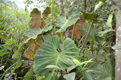 Philodendron verrucosum