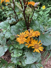 Ligularia