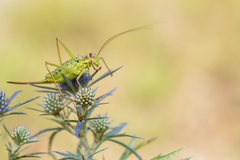 Ephippiger discoidalis