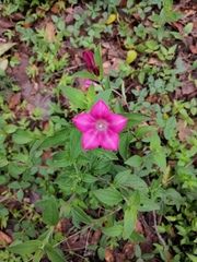 Spigelia scabrella