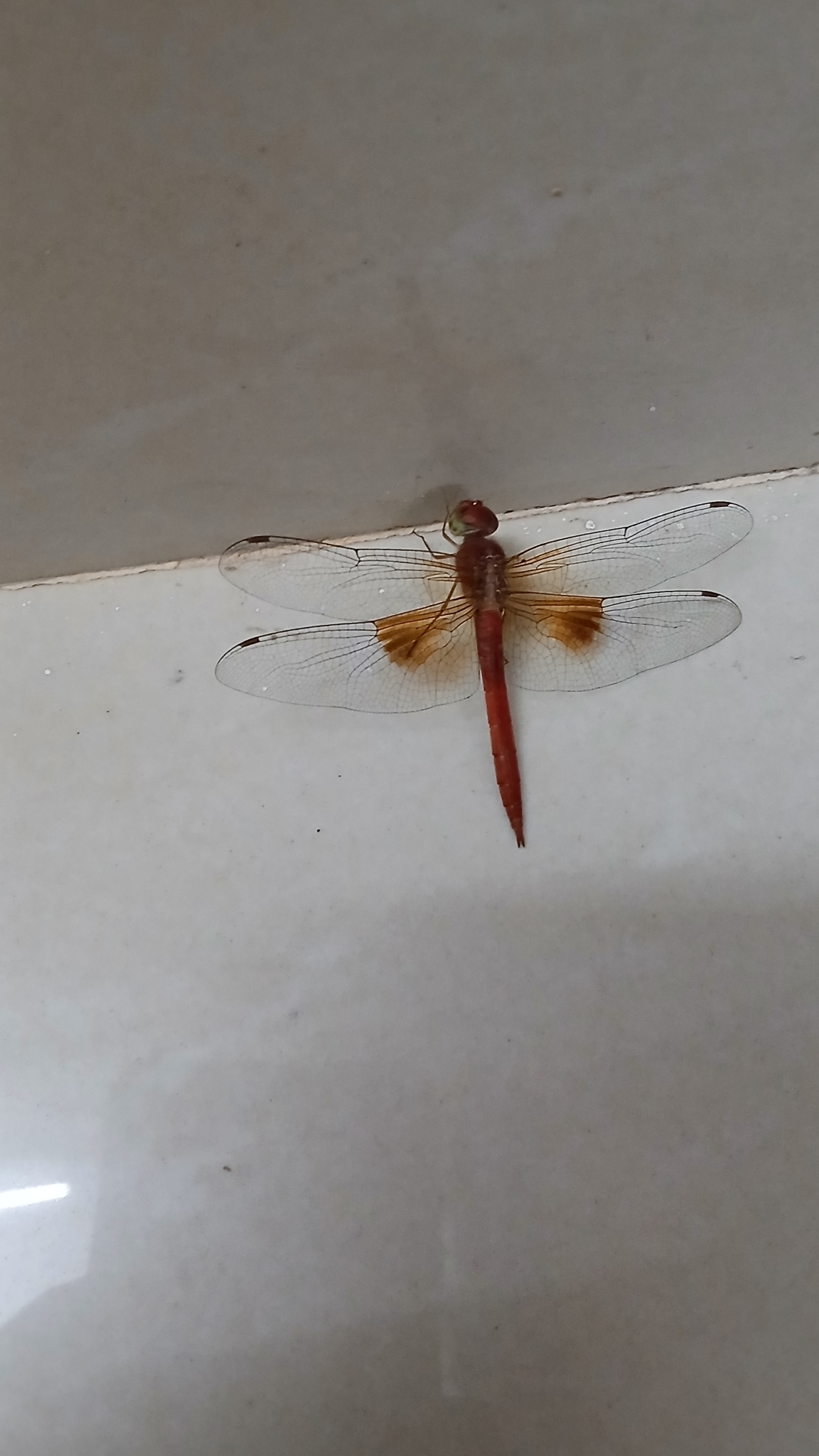 Coral-Tailed Cloudwing