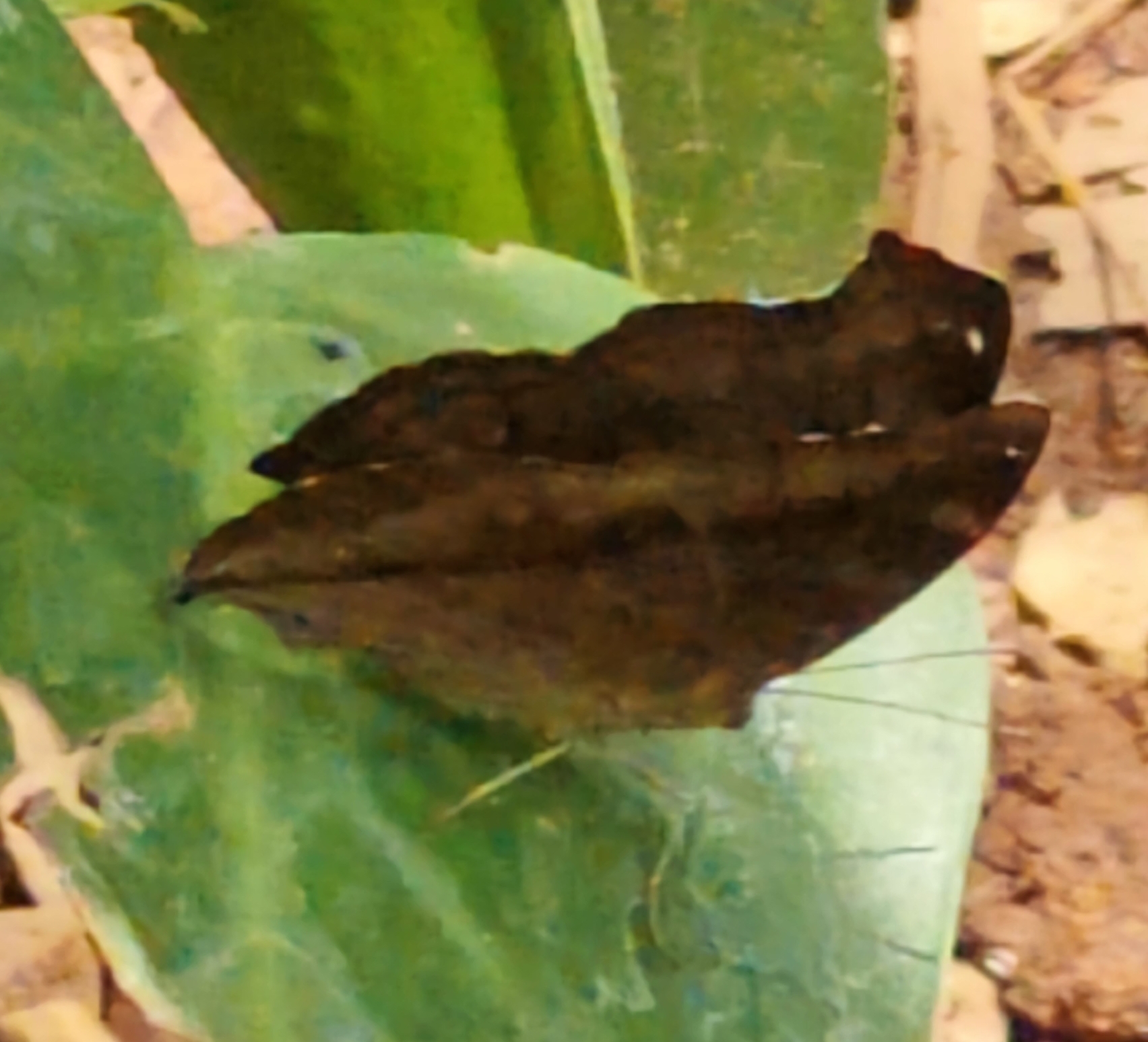 Chocolate Pansy