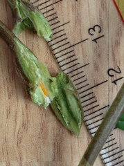 Neolasioptera convolvuli