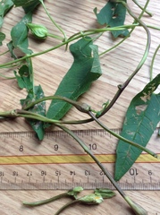 Neolasioptera convolvuli