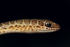 West-African Whip Snake photo 2