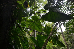 Philodendron panamense