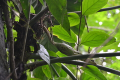 Philodendron panamense