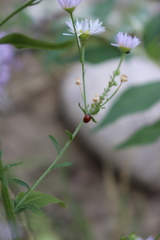 Coccinella quinquepunctata