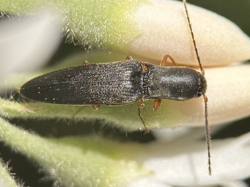 Timus Insec Genus Tinecus · iNaturalist
