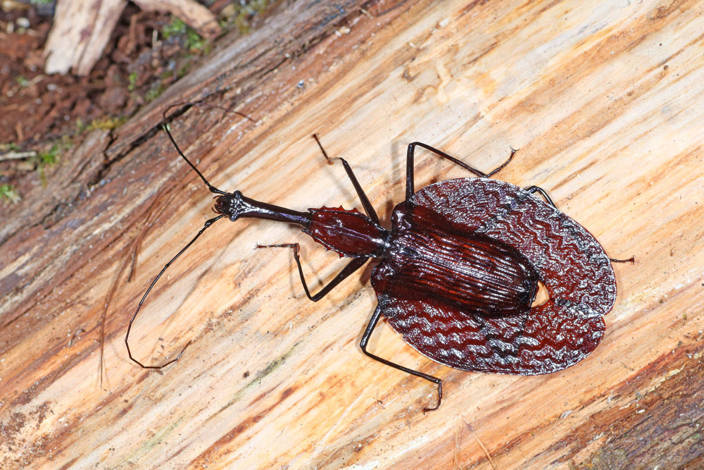 Mormolyce hagenbachii