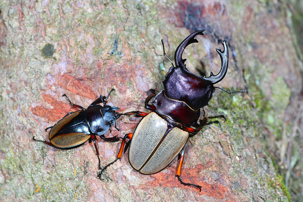 Giant Yellow Stag Beetle