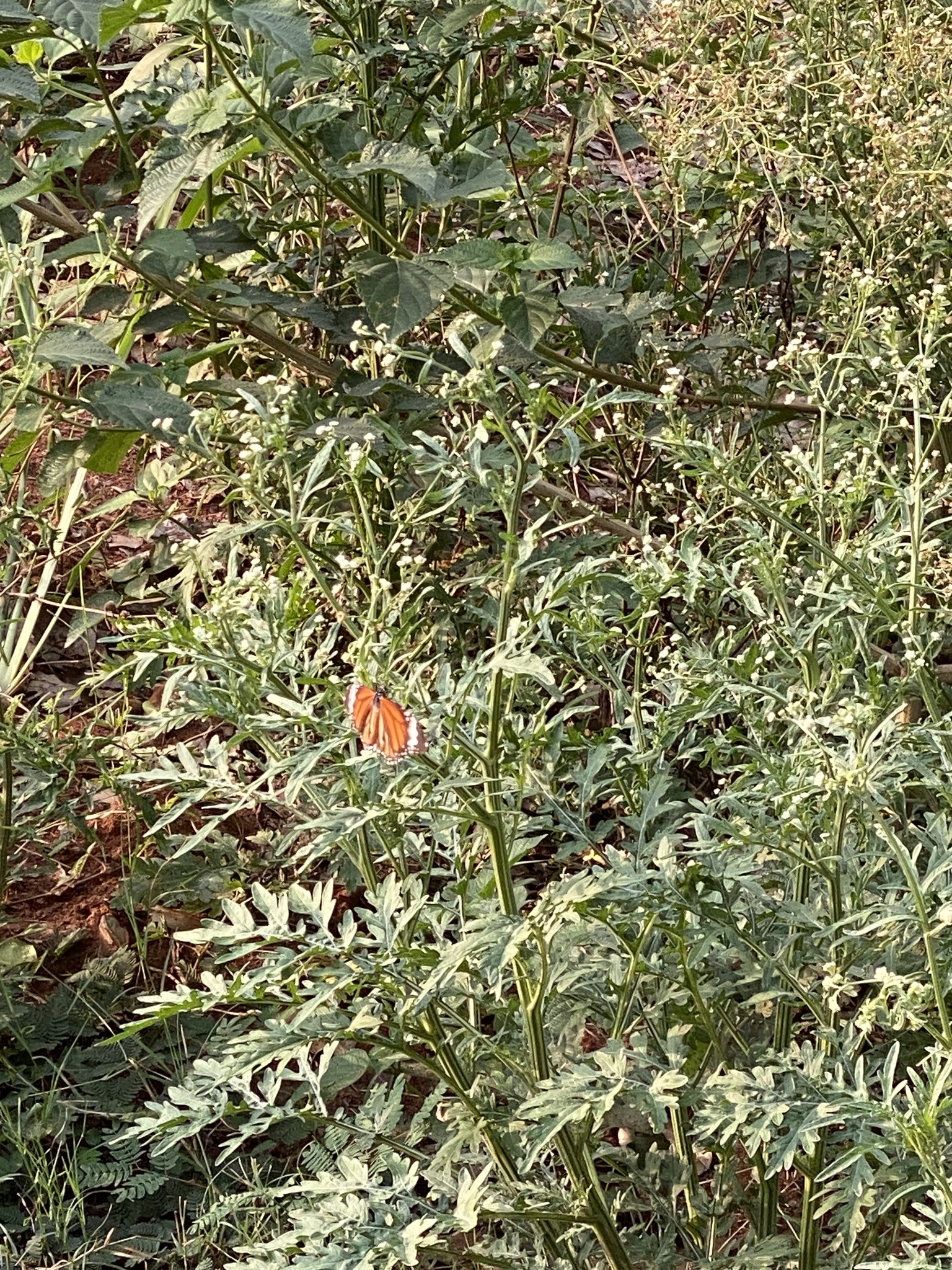 Striped Tiger