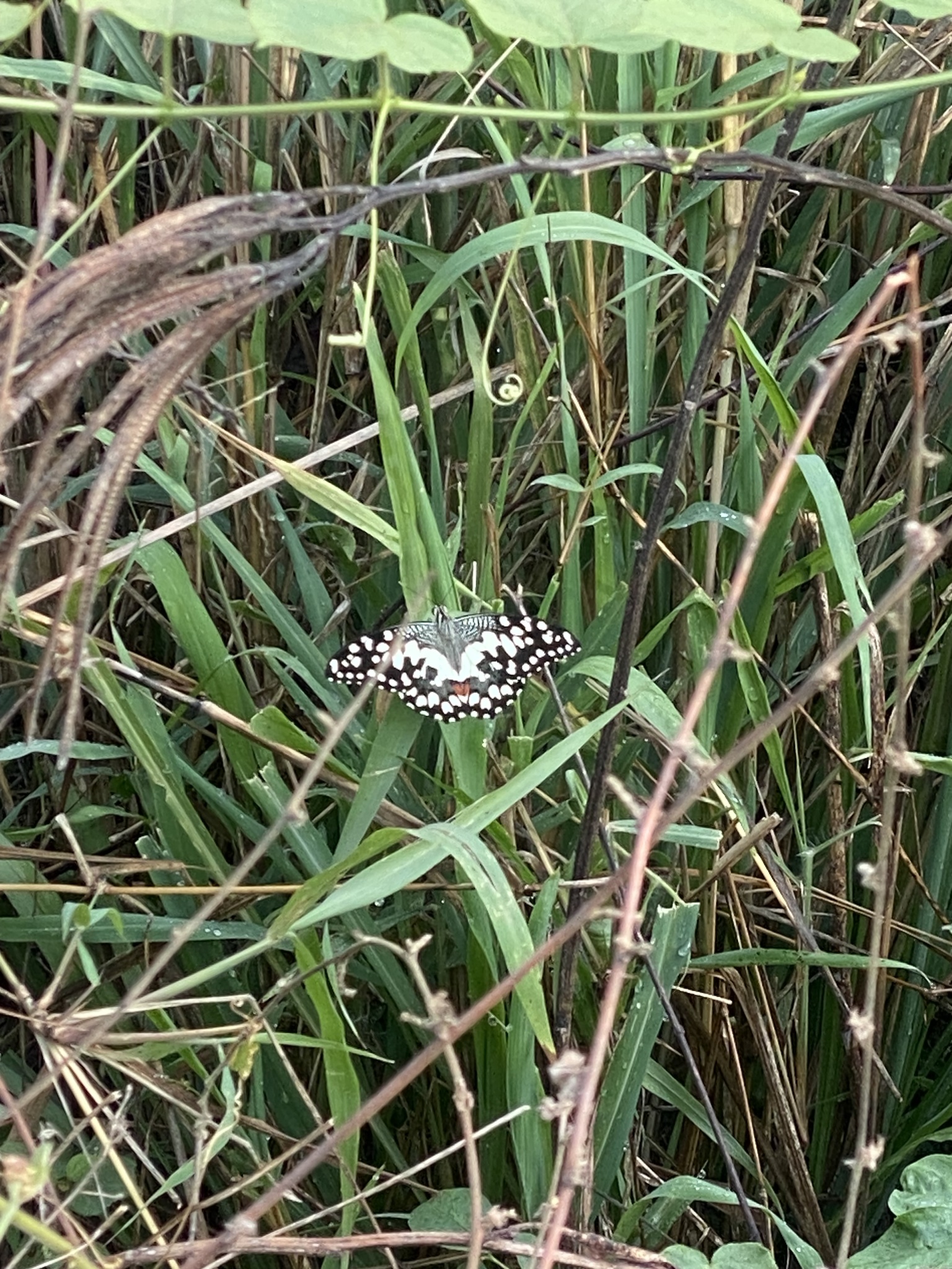 Lime Swallowtail
