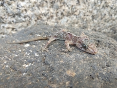 Tarentola boettgeri boettgeri