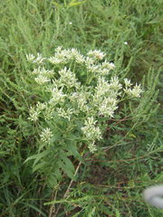 Eupatorium altissimum