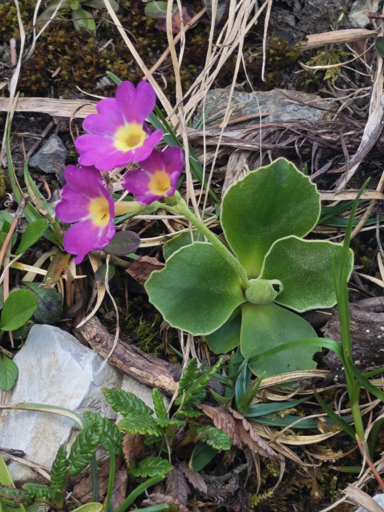 Auricula