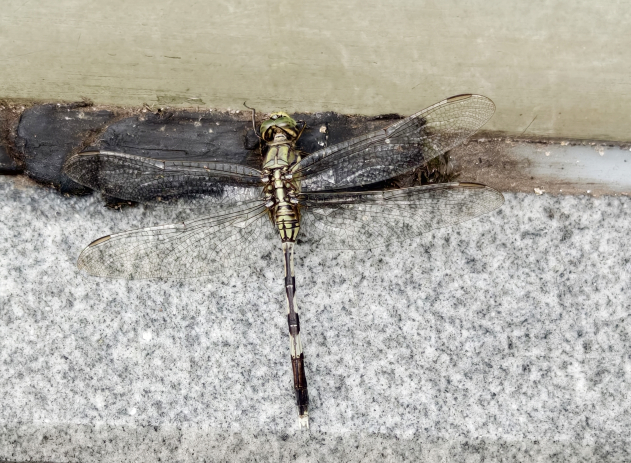 Slender Skimmer