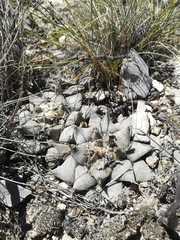 Ariocarpus retusus retusus