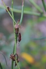 Spilostethus furcula