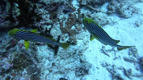 Oriental Sweetlips — seen at this dive site