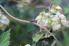 Limnophora obsignata