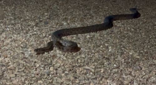 Spotted Python sighting